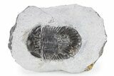 Bargain, Scabriscutellum Trilobite - Morocco #341290-2